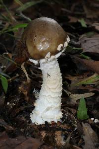 Amanita pantherina image