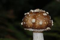 Amanita pantherina image