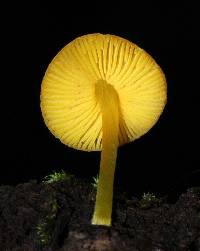 Pluteus chrysophlebius image