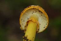 Amanita flavoconia image