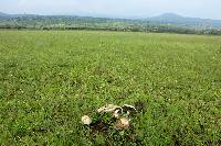 Psilocybe cubensis image