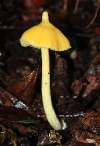 Entoloma murrayi image