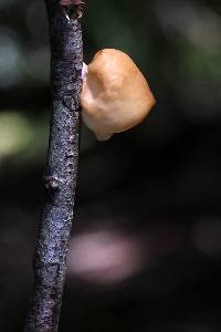 Mycobonia flava image