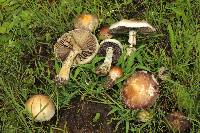 Psilocybe cubensis image