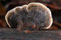 Trametes versicolor image