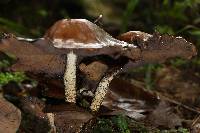 Psilocybe zapotecorum image