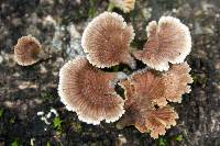 Schizophyllum umbrinum image