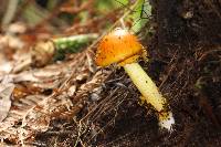 Amanita flavoconia image