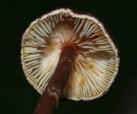 Lepiota castanea image