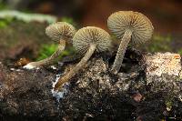 Simocybe centunculus var. centunculus image