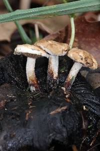 Asterophora lycoperdoides image