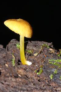 Pluteus chrysophlebius image