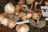 Chlorophyllum molybdites image