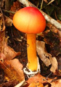 Amanita jacksonii image