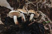 Asterophora lycoperdoides image