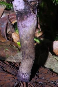 Cortinarius violaceus image