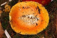 Amanita basii image