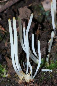 Clavaria acuta image