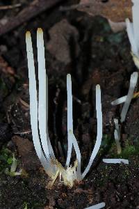 Clavaria acuta image