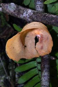 Mycobonia flava image