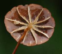 Marasmius siccus image