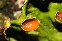 Pseudocyphellaria aurata image