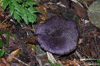 Cortinarius violaceus image