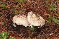 Agaricus subrutilescens image