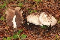 Agaricus subrutilescens image