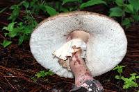 Amanita rubescens image