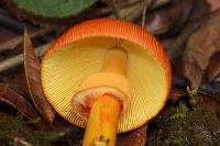 Amanita jacksonii image