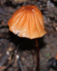 Marasmius siccus image