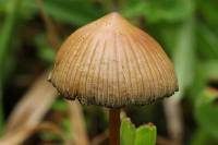 Psilocybe subtropicalis image