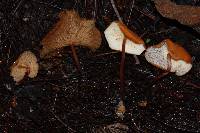 Image of Marasmius cladophyllus