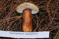 Gyroporus castaneus image