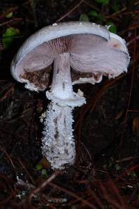 Agaricus subrutilescens image