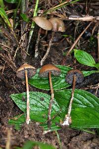 Psilocybe subtropicalis image