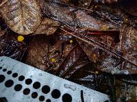 Mycena oregonensis image