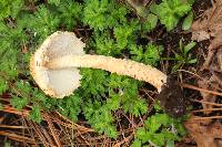 Lepiota magnispora image