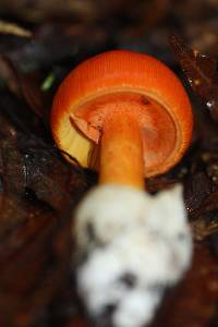 Amanita jacksonii image