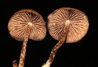 Psilocybe subtropicalis image