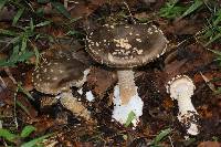 Amanita pantherina image