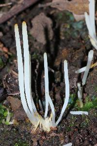 Clavaria acuta image