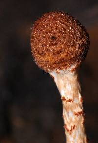 Lepiota castanea image