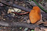 Marasmius cladophyllus image