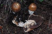 Agaricus augustus image