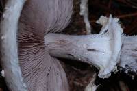 Agaricus subrutilescens image