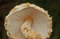 Lepiota magnispora image