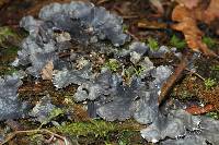 Peltigera neopolydactyla image