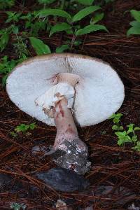 Amanita rubescens image